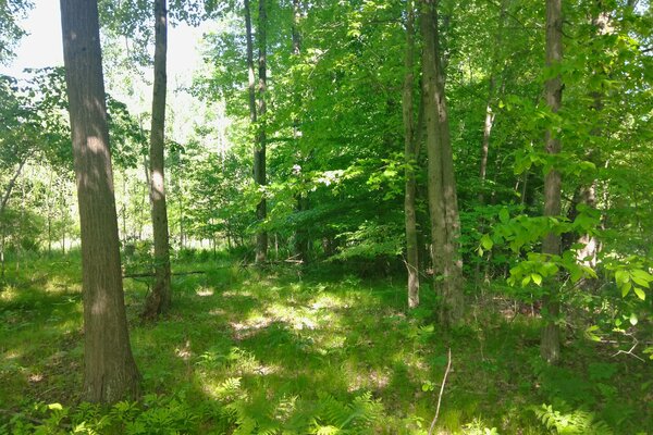 Maple Drive location view 5