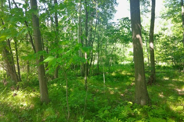 Maple Drive location view 6